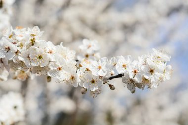 bahar ağaçlarının çiçek