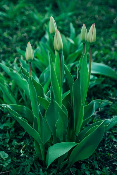 Spring Fresh Garden Flowers — Stock Photo, Image