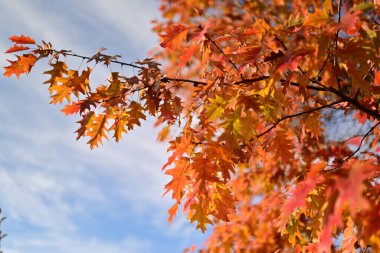 Arkaplan için sarı sonbahar yaprakları dokusu