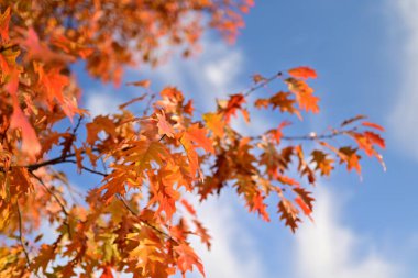 Arkaplan için sarı sonbahar yaprakları dokusu