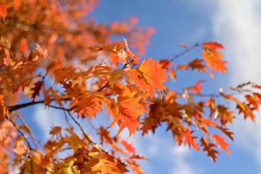 Arkaplan için sarı sonbahar yaprakları dokusu