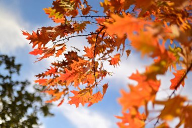 Arkaplan için sarı sonbahar yaprakları dokusu