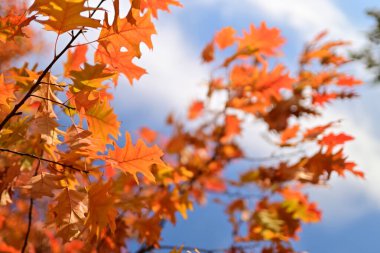 Arkaplan için sarı sonbahar yaprakları dokusu