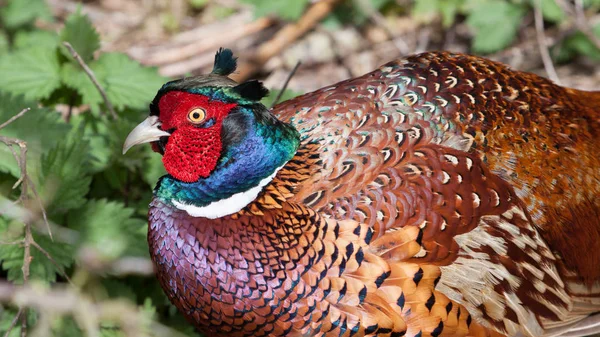 Pheasant, (Scientific name: Phasianus colchicus) male or cock bird. Ring-necked pheasant with angry face and colourful plumage. Close up of head and shoulders. Blurred background. Horizontal