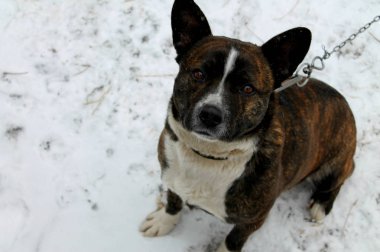 Bu fotoğraf bir köpek sahibi için bekleyen gösterir. Fotoğraf yavaş yavaş düşen kar tamamlar.