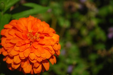 Dikkat-güzel çiçek Başlarken