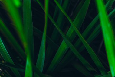 Yeşil yapraklardan yapılmış yaratıcı düzen. Yeşil yaprak desen arka plan.