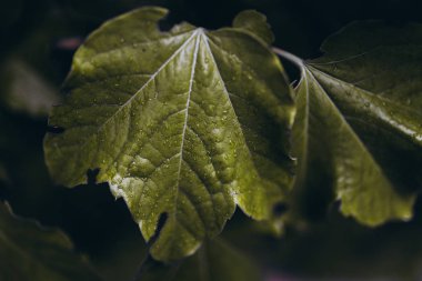 Yeşil yapraklardan yapılmış yaratıcı düzen. Yeşil yaprak desen arka plan.