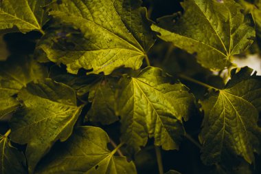 Yeşil yapraklardan yapılmış yaratıcı düzen. Yeşil yaprak desen arka plan.