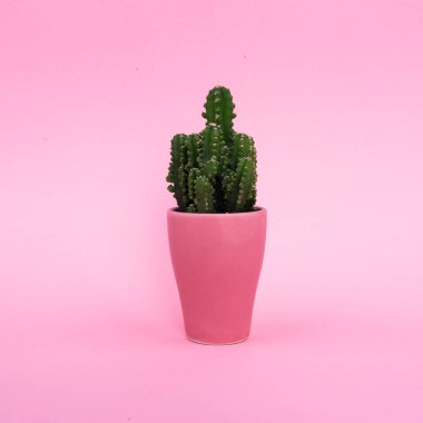 Arka plan. Pembe bir tencerede pembe bir arka plan üzerinde yeşil kaktüs. Soyutlama.