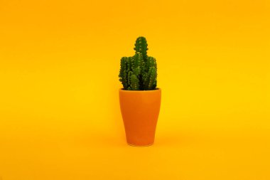 Geçmişi. Sarı bir tencerede pembe arka planda yeşil kaktüs. Soyutlama.