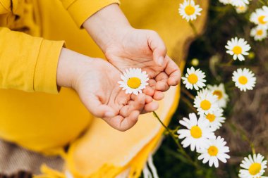 Bir çocuğun ellerinde papatyalar.