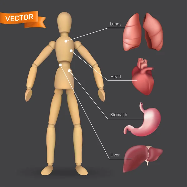Infographic with human internal organs: heart, stomach, liver, lungs placed on a male or female wooden mannequin silhouette. Vector illustration of body anatomy with a dummy on a dark background — Stock Illustration Infographic Human Internal Organs Heart Stomach Liver Lungs Placed Male Stock Vector
