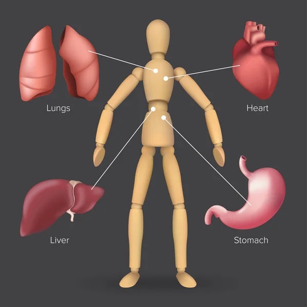 Infographic with human internal organs: heart, stomach, liver, lungs placed on a male or female wooden mannequin silhouette. Vector illustration of body anatomy with a dummy on a dark background — Stock Illustration Infographic Human Internal Organs Heart Stomach Liver Lungs Placed Male Vector Graphics