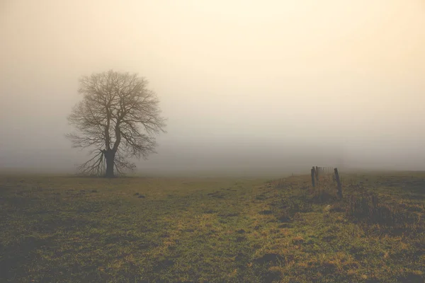 Baum Nebel — Stockfoto