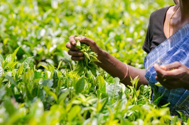Onun elinde taze tutan Asya çay seçici yeşil çay yaprakları, Sri Lanka aldı