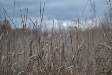 bulutlu havalarda kuru ot