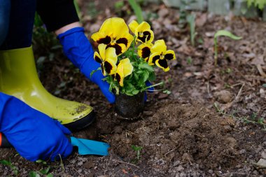 bir çiçek dikim süreci. bahçıvan çiçek yetiştirir. bahçe seti