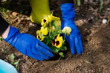 bir çiçek dikim süreci. bahçıvan çiçek yetiştirir. bahçe seti