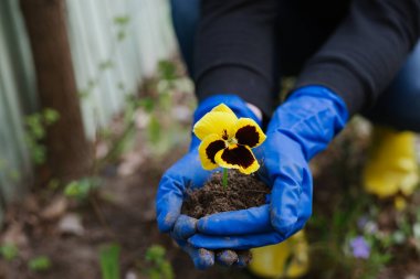 bir çiçek dikim süreci. bahçıvan çiçek yetiştirir. bahçe seti