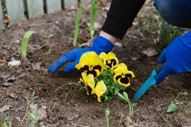 bir çiçek dikim süreci. bahçıvan çiçek yetiştirir. bahçe seti