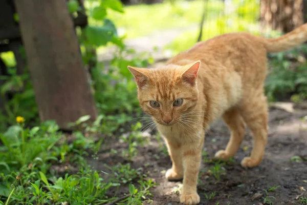 O gato está de pé no jardim — Fotografia de Stock