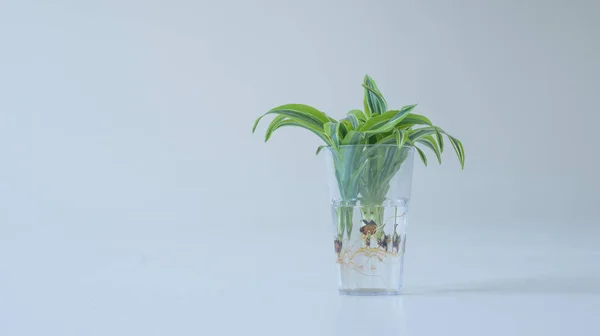 Radice di fiore verde in un bicchiere d'acqua su uno sfondo bianco. isolato — Foto Stock