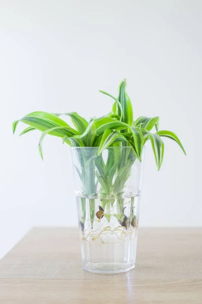 Radice di fiore verde in un bicchiere d'acqua su uno sfondo bianco. isolato — Foto Stock