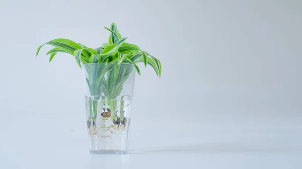 Radice di fiore verde in un bicchiere d'acqua su uno sfondo bianco. isolato — Foto Stock