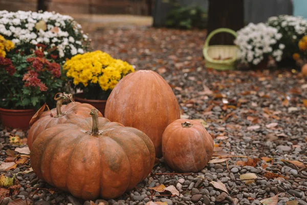 Autumnal decoration with flowers and pumpkins. Thanksgiving decor with pumpkins in a garden. Halloween. — Stock Photo, Image