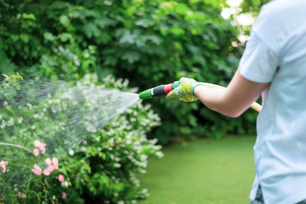 Working watering garden from hose. Hand garden hose with water spray, watering flowers, close-up, water splashes, landscape design.