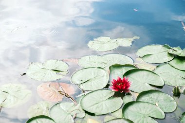 Pembe su zambağı ve gölde yaprak.