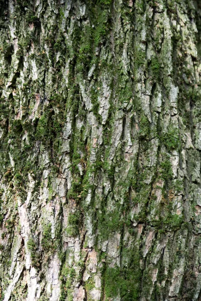 Ανακούφιση Υφή Του Καφέ Φλοιού Ενός Δέντρου Πράσινα Βρύα Και — Φωτογραφία Αρχείου