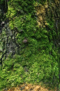 Ağaç gövdesinde yeşil yosunla kaplanmış ağaç kabuğu. Seçici bir odaklanma ile yakın çekim. doku