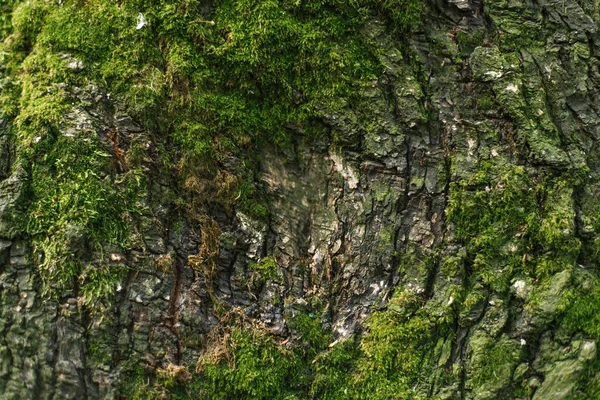 Bark Covered Green Moss Tree Trunk Close Close Selective Focus — Stock Photo, Image