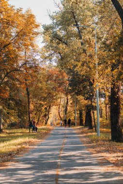 Sonbahar parkı ve sarı ağaçlar. Mesafeye giden yol. Dikey fotoğraf. ara sokak.