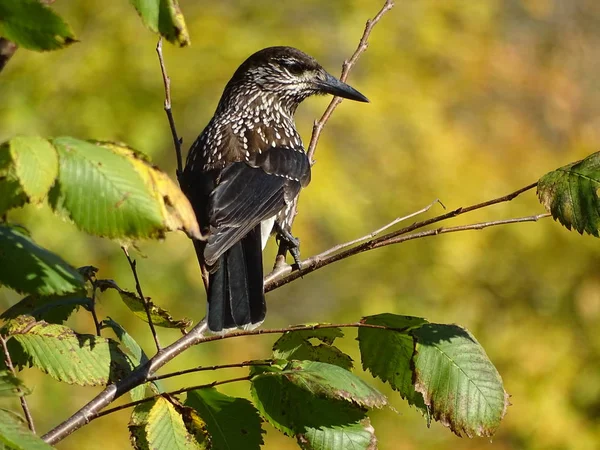 Casse Noisette Oiseau Sur Une Brindille Photo Été Prise Octobre — Photo