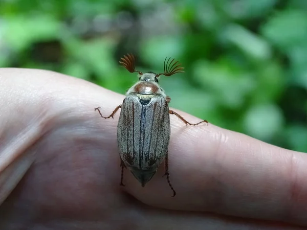 Una Galleta Una Mano Foto Fue Tomada Junio 2017 Parque —  Fotos de Stock