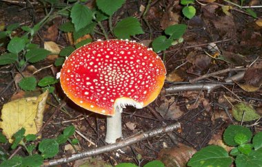 Büyük kırmızı sinek agaric. Fotoğraf 17 Eylül 2016 yılında Milli Park alanında 