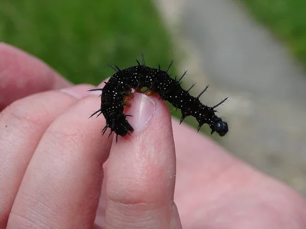 Large Black Caterpillar Moves Arm Photo Taken July 2017 National — Stock Photo, Image