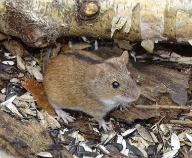 Büyük bir alan faresi tohum arıyor. Fotoğraf 20 Nisan 2019 tarihinde Moskova'daki 