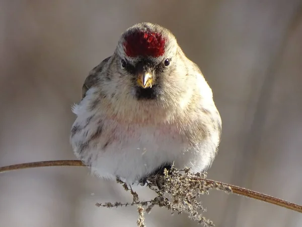 Carduelis Flammea Frisst Brennnesselsamen Das Foto Entstand Januar 2019 Nationalpark — Stockfoto