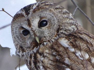 Kışın bir ağaçta uzun kuyruklu tawny baykuş. Fotoğraf 24 Şubat 2018 tarihinde Moskova'daki 