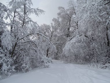 Kış ormanı Şubattaki yoğun kar yağışından sonra. Fotoğraf 5 Şubat 2018 'de Moskova' daki 