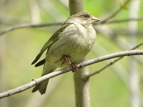 Greenfinch Galho Foto Foi Tirada Maio 2019 Parque Nacional Elk — Fotografia de Stock