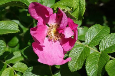 Blooming rose kalça yakın çekim. Fotoğraf 3 Haziran 2019 tarihinde çekildi