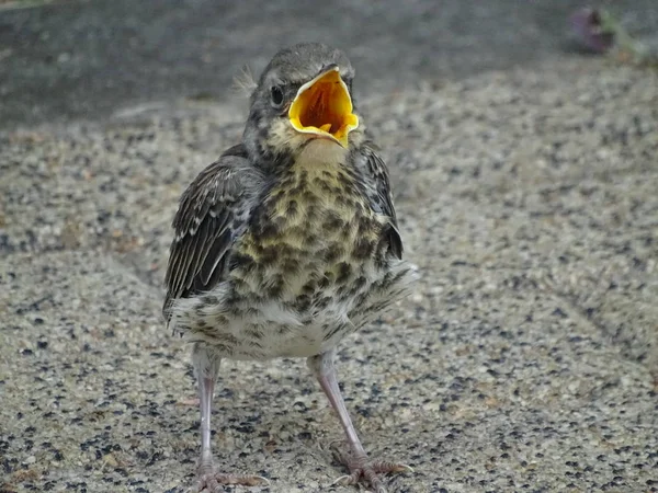 ツグミの空腹のひよこ 写真は6月9日にモスクワで撮影された — ストック写真