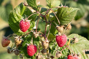 Olgun tatlı meyveler gün ışığında