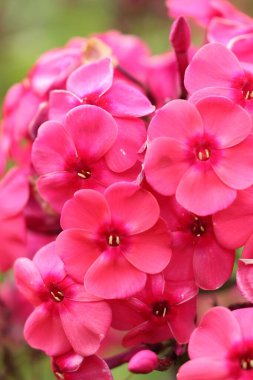 Güneş ışığında güzel narin çiçekler