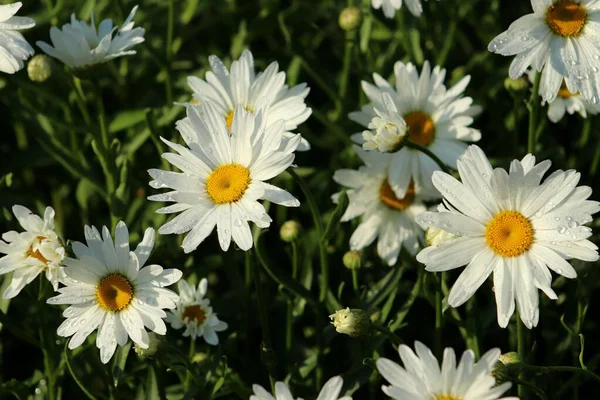 Fiori Estivi Nel Campo Del Mattino — Foto Stock